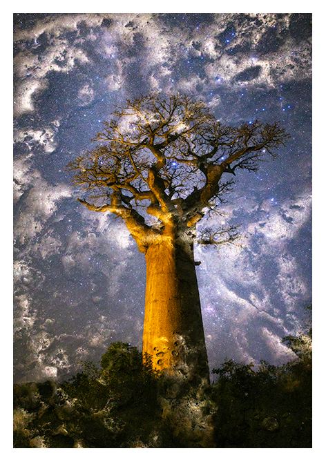 Baobabwelten 1 (sRGB)